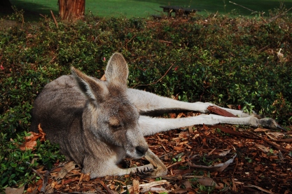 This kangaroo was so chill!
