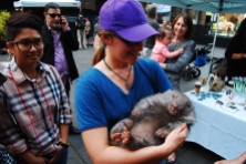 Held a wombat! downtown Sydney